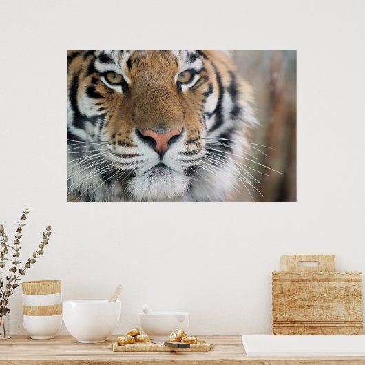 tijger poster (Keuken)