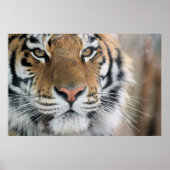 tijger poster (Voorkant)