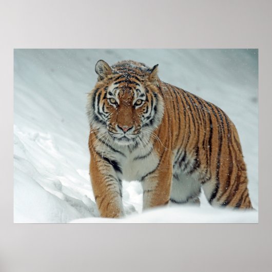 Tijger Poster (Voorkant)