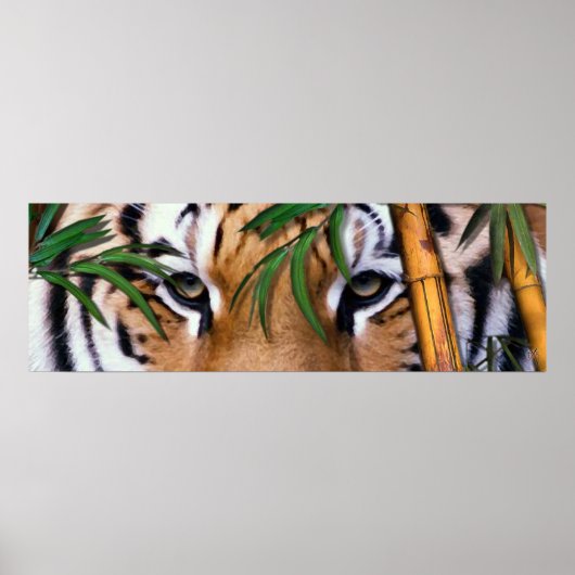 tijger poster (Voorkant)