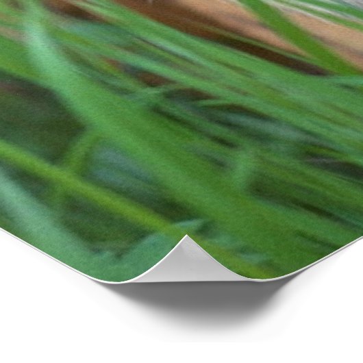 tijger poster (Hoek)