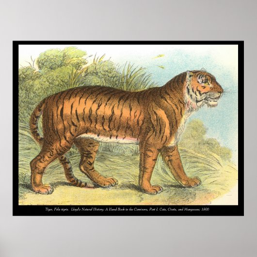 tijger poster (Voorkant)