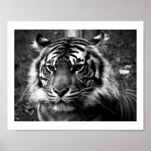tijger poster