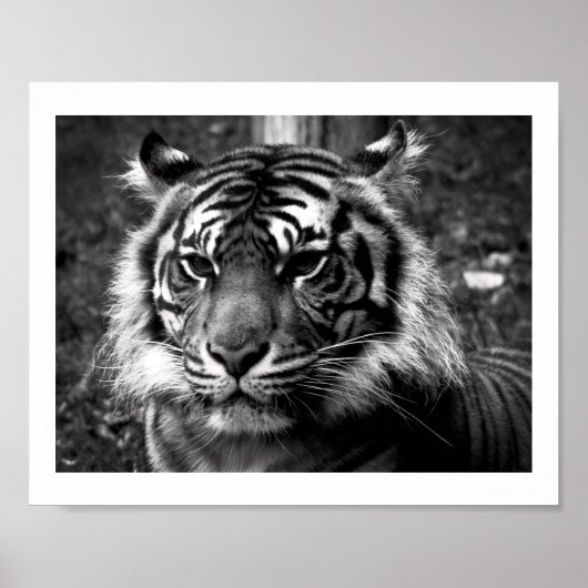 tijger poster (Voorkant)