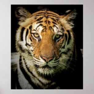 tijger poster