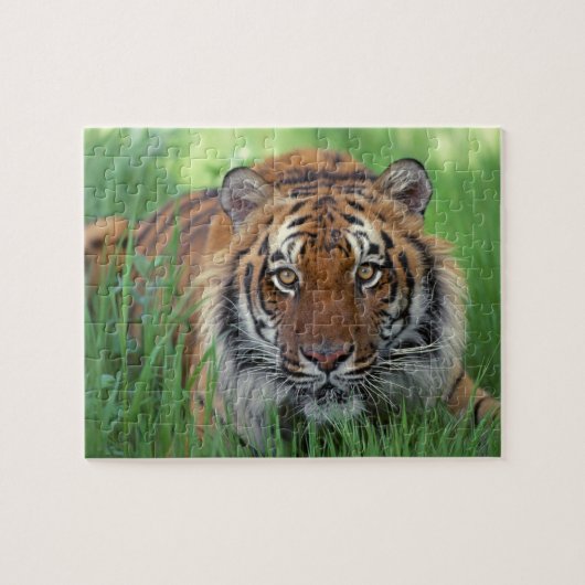 Tijger Puzzel (Horizontaal)