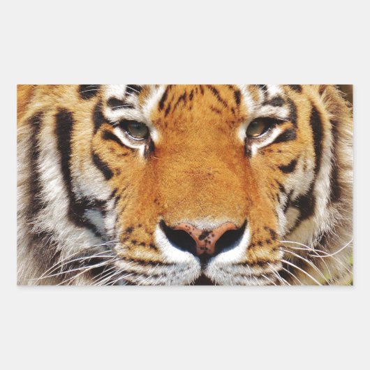tijger rechthoekige sticker (Voorkant)