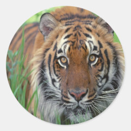 tijger ronde sticker