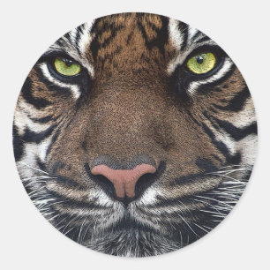 tijger ronde sticker