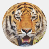 tijger ronde sticker (Voorkant)