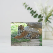 Tijger, Royal Bengal Tiger Briefkaart (Staand voorkant)