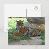Tijger, Royal Bengal Tiger Briefkaart (Voorkant / Achterkant)