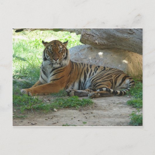 Tijger, Royal Bengal Tiger Briefkaart (Voorkant)