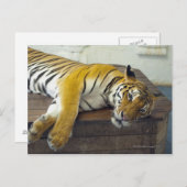 Tijger, Samui, Thailand Briefkaart (Voorkant / Achterkant)