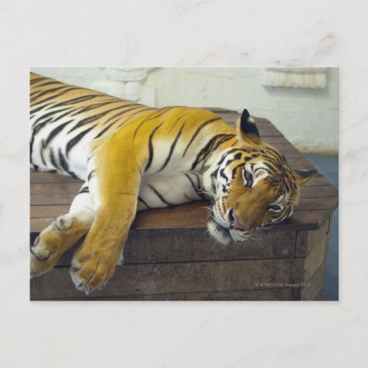 Tijger, Samui, Thailand Briefkaart (Voorkant)