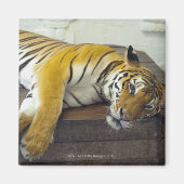 Tijger, Samui, Thailand Magneet (Voorkant)