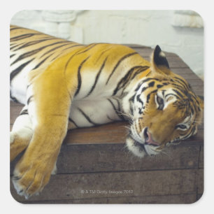 Tijger, Samui, Thailand Vierkante Sticker