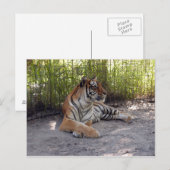 tijger-sermonti-001 briefkaart (Voorkant / Achterkant)