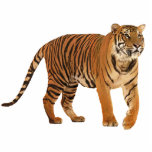 tijger staand fotobeeldje<br><div class="desc">mooie tijger</div>