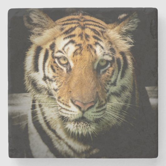 tijger stenen onderzetter (Voorkant)