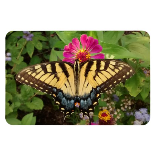 tijger Swallowtail Butterfly 4"x6" Magnet Magneet (Horizontaal)