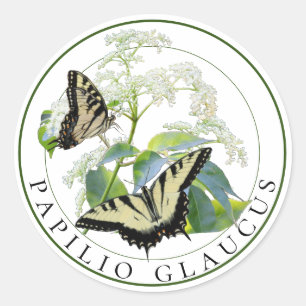 Tijger Swallowtail Papilio Glaucus op Vlierbes Ronde Sticker