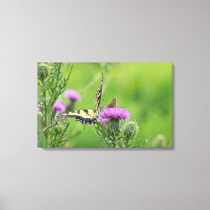 Tijger Swallowtail & Skipper Vlinders op Distel Canvas Afdruk
