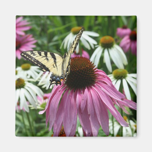 Tijger Swallowtail Vlinder Coneflower Magnet (Voorkant)