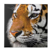 tijger tegeltje (Voorkant)