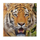 tijger tegeltje (Voorkant)