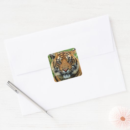 tijger vierkante sticker (Envelop)