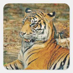 tijger vierkante sticker