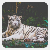 Tijger Vierkante Sticker (Voorkant)