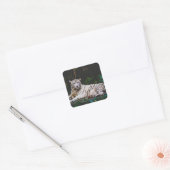 Tijger Vierkante Sticker (Envelop)