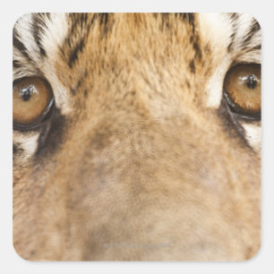 tijger vierkante sticker