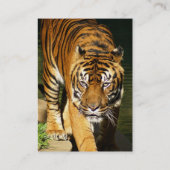 tijger visitekaartje (Achterkant)