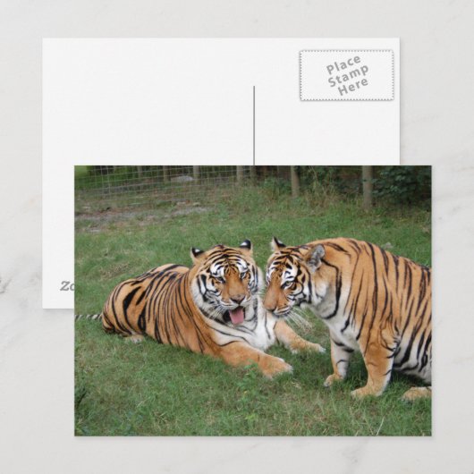 Tijger vriend-009 briefkaart (Voorkant / Achterkant)