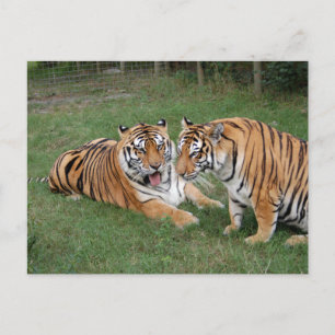 Tijger vriend-009 briefkaart