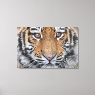 Tijger welp gezicht canvas afdruk