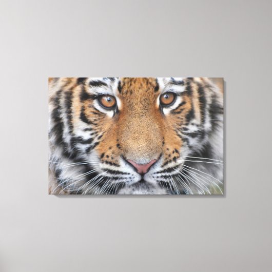 Tijger welp gezicht canvas afdruk (Voorkant)