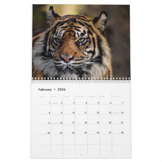 Tijger Wilde Dieren 2025 Kalender (Feb 2026)