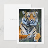 Tijger Wilde Dieren Levensfotografie Postcrossing Briefkaart (Voorkant / Achterkant)