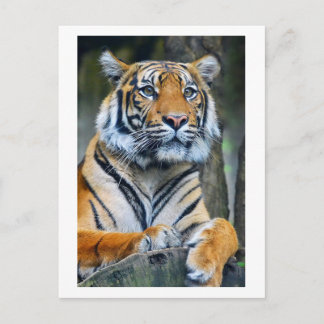 Tijger Wilde Dieren Levensfotografie Postcrossing Briefkaart
