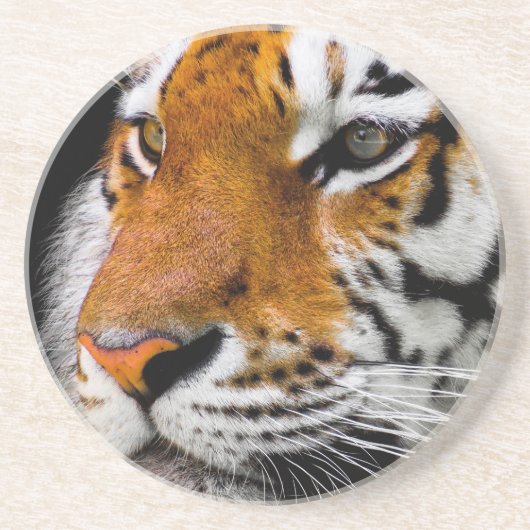 tijger zandsteen onderzetter (Voorkant)
