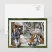 Tijger, Zebra, Giraffe, luiers en groeten Briefkaart (Voorkant / Achterkant)