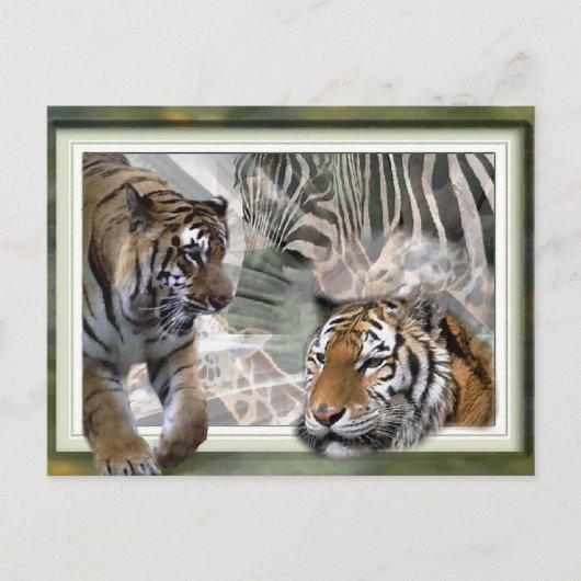 Tijger, Zebra, Giraffe, luiers en groeten Briefkaart (Voorkant)
