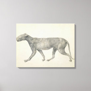 Tijger: Zijdelingse Uitzicht, waarvan de huid en h Canvas Afdruk