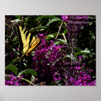 Tijger Zwallowtail Vlinder Poster