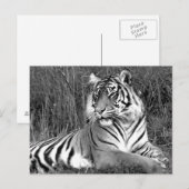 Tijger - zwart-wit briefkaart (Voorkant / Achterkant)