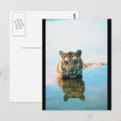 tijger zwemmen briefkaart (Voorkant / Achterkant)